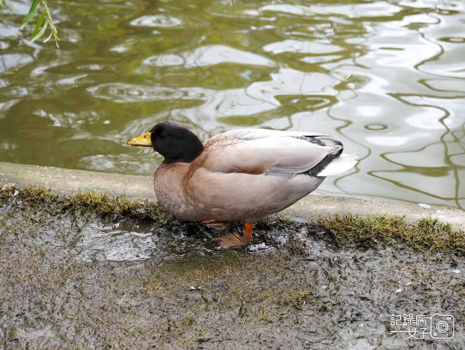 47南投九九峰動物樂園jojozoo九九峰鳥園九九峰鸚鵡可愛動物水豚草泥馬.jpg