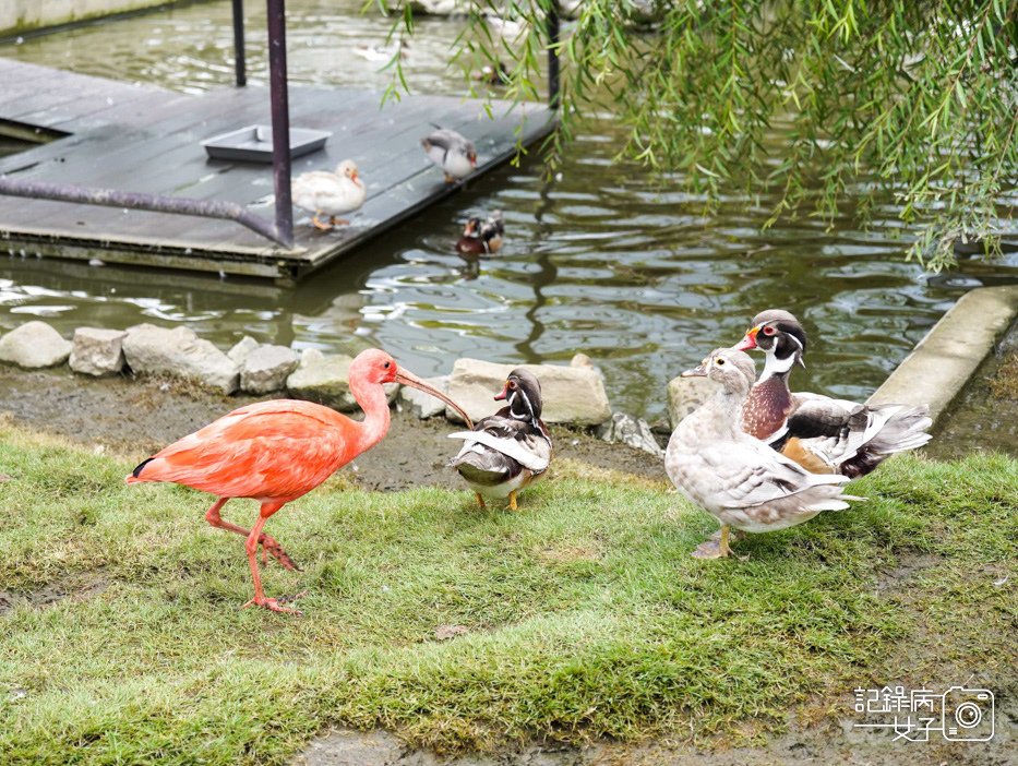 48南投九九峰動物樂園jojozoo九九峰鳥園九九峰鸚鵡可愛動物水豚草泥馬.jpg