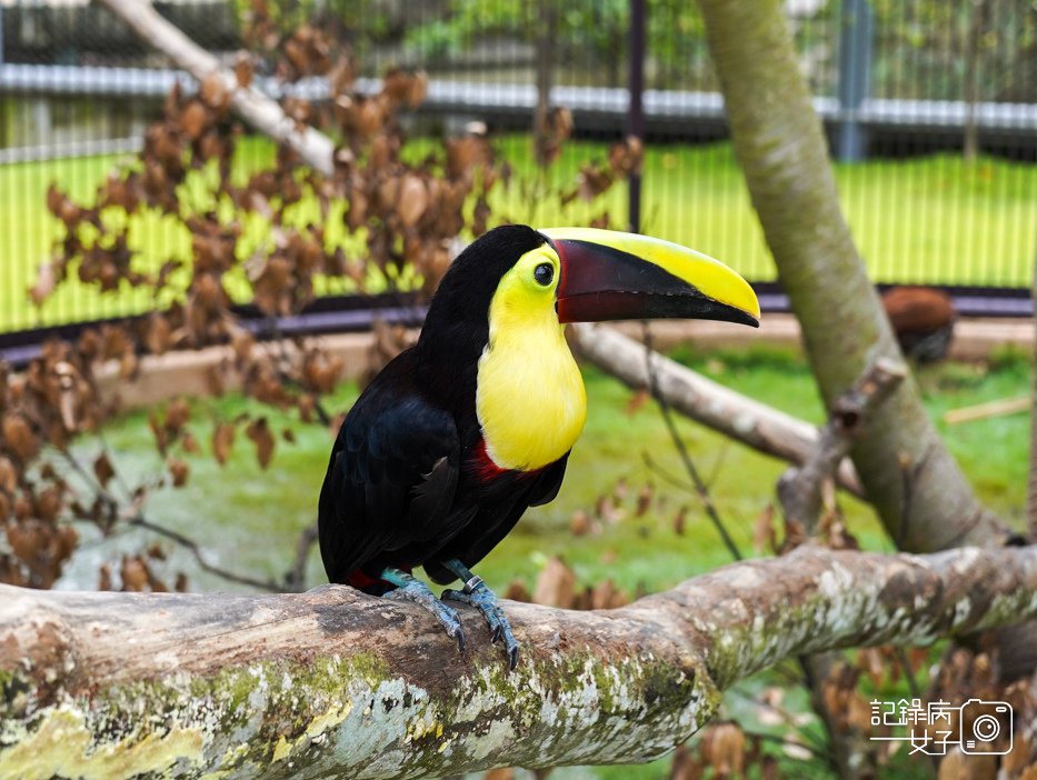 56南投九九峰動物樂園jojozoo大嘴鳥.jpg