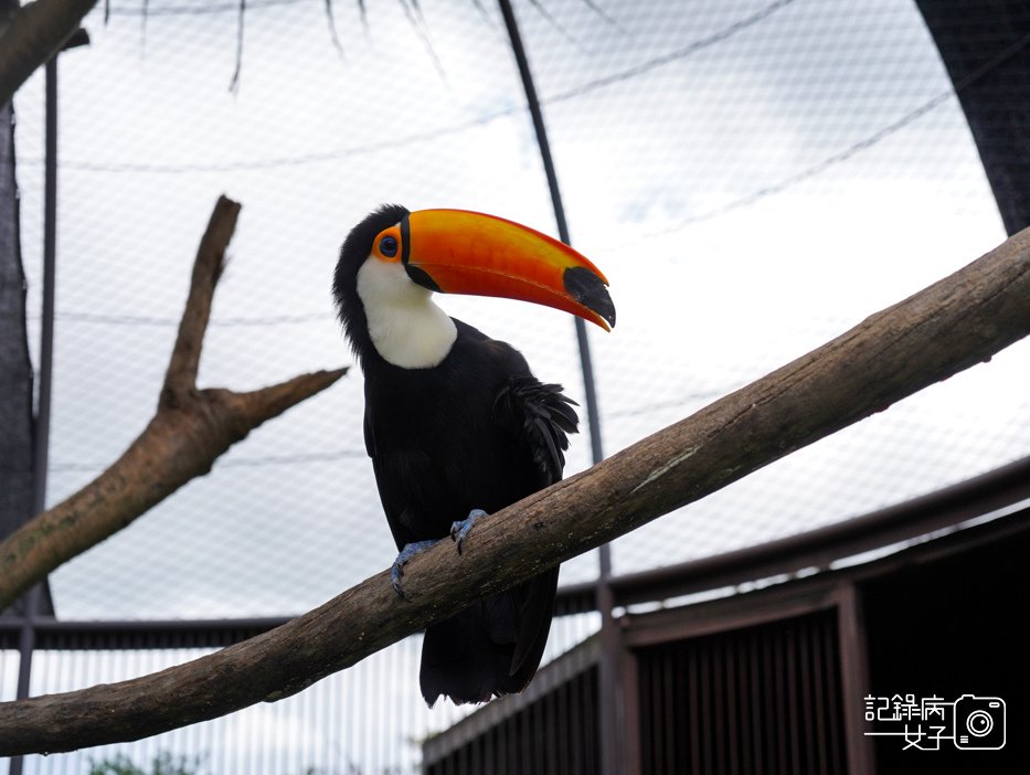 58南投九九峰動物樂園jojozoo大嘴鳥.jpg