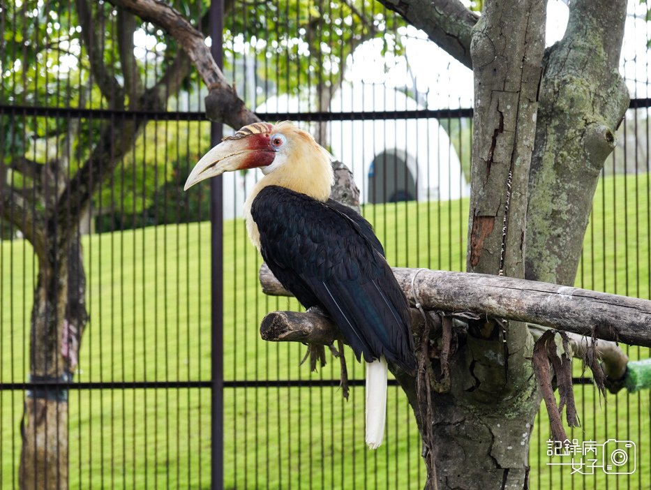 61南投九九峰動物樂園jojozoo大嘴鳥.jpg