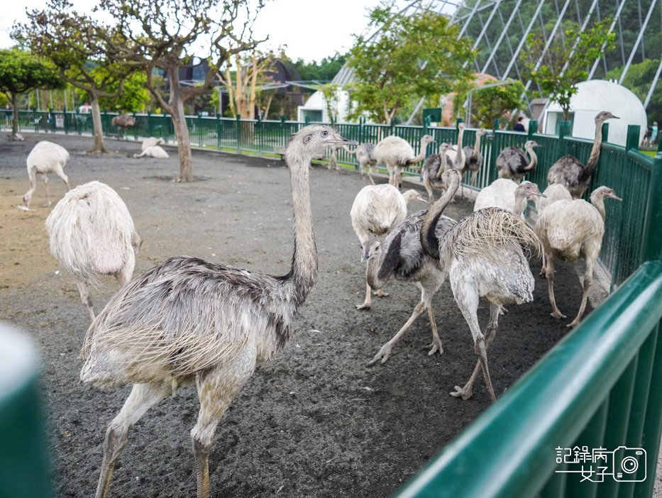 64南投九九峰動物樂園jojozoo迷你鴕鳥.jpg