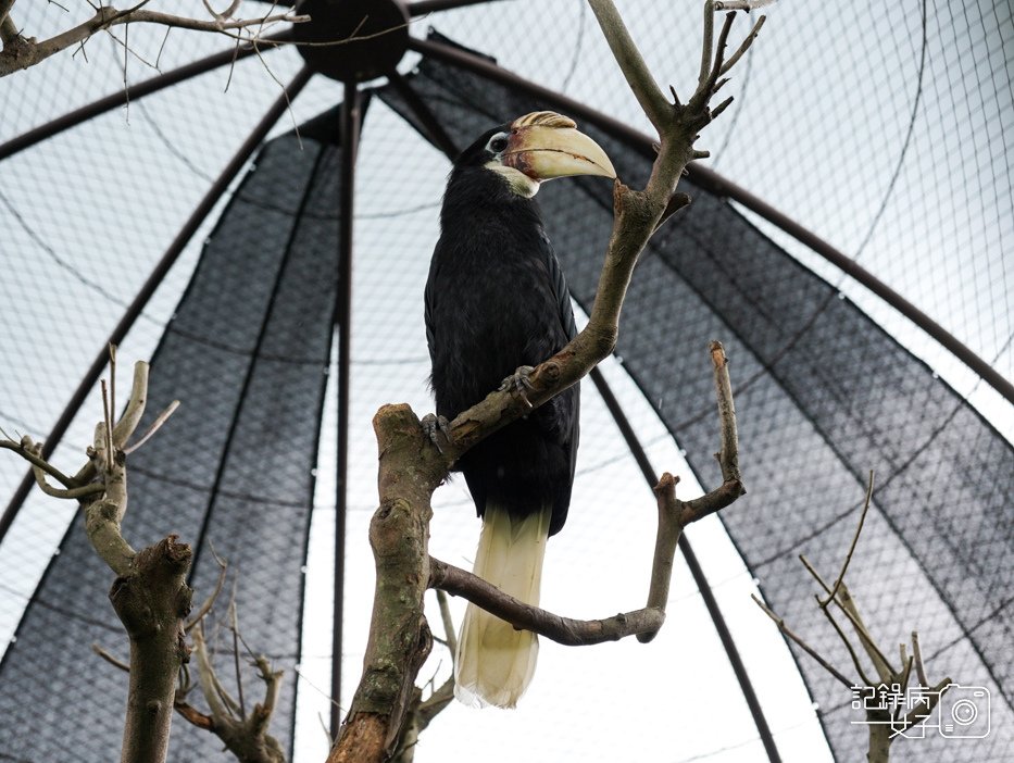 60南投九九峰動物樂園jojozoo大嘴鳥.jpg