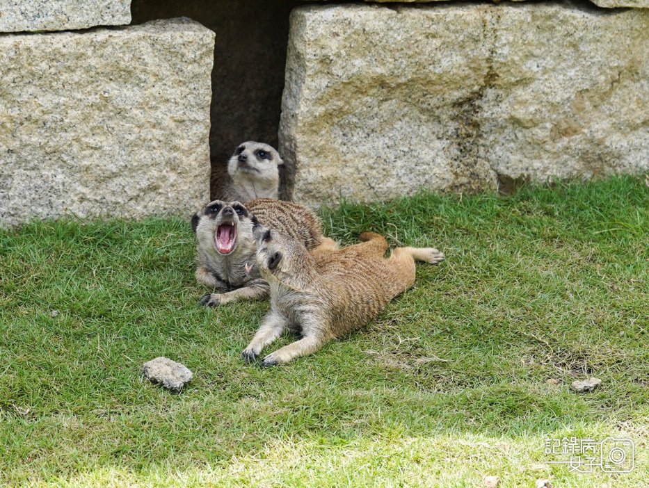 68南投九九峰動物樂園jojozoo狐蒙.jpg