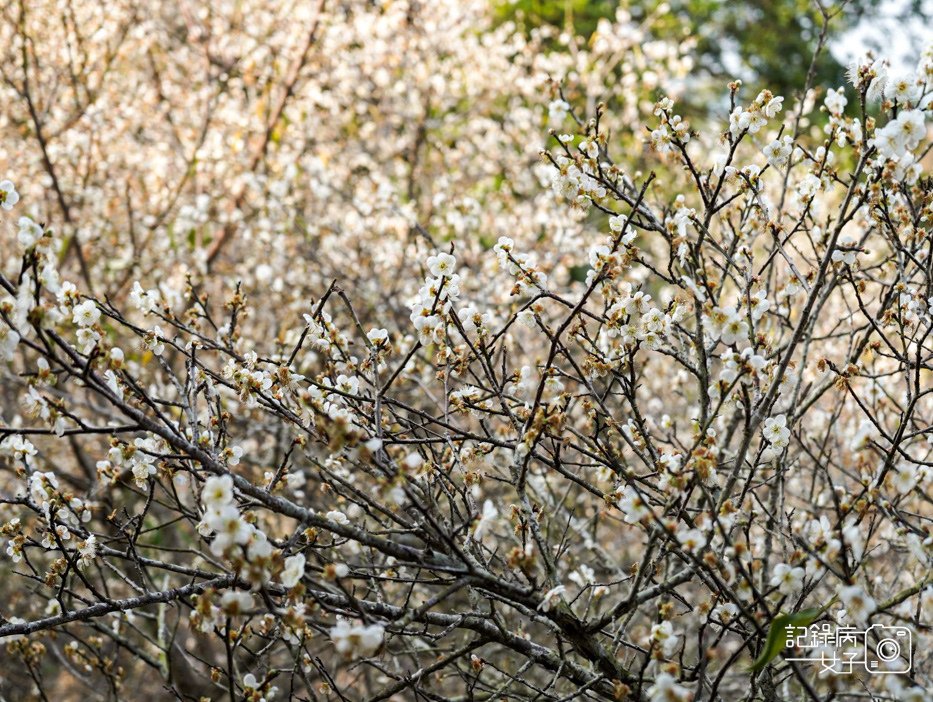 13嘉義梅山公園梅花公園現代文學步道.jpg