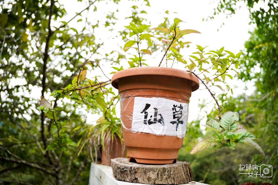 7苗栗獅潭仙山秘境星仙草芋圓仙草雪花冰桂花冰火湯圓.jpg