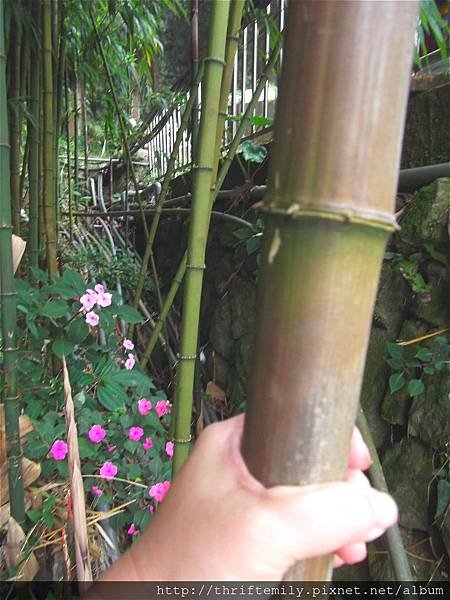 四方竹