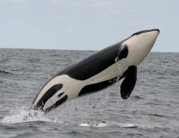 whale.jpg
