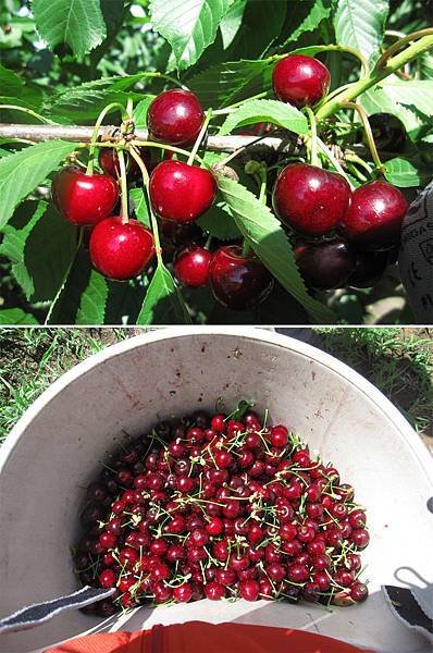 小Cherry.jpg