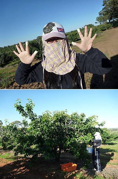 櫻桃防護措施.jpg