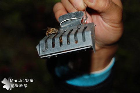 因為蜂王沒在裡面，其他蜜蜂就不進去