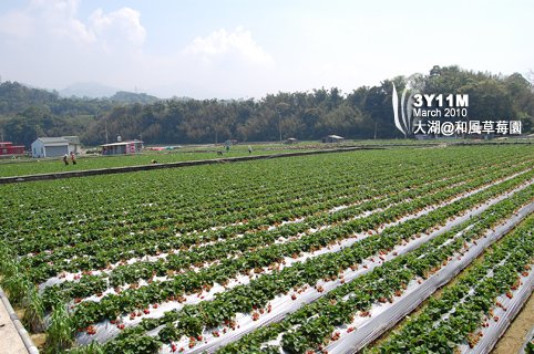 好大的草莓園