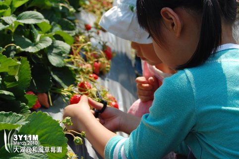 兩個小孩一起剪草莓