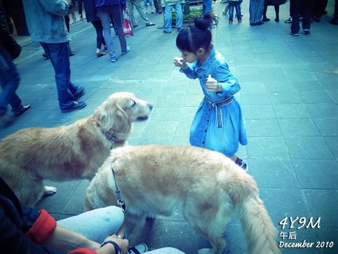 小思毅對著兩隻巨大的黃金獵犬吹泡泡攻擊