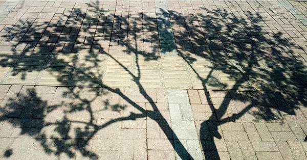 Lovepik_com-500871342-shadow-of-the-trees.jpg