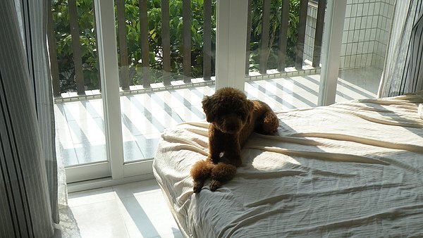 Tyson lying on bed