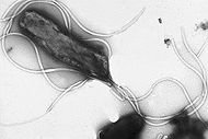 PYLORI