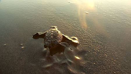 nEO_IMG_3288_Baby_Turtle_into_Golden_Sea