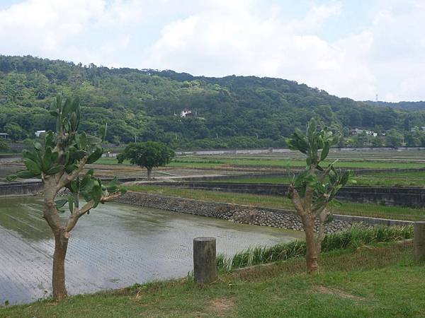 新埔大茅埔田園美景.jpg