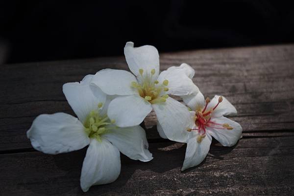 IMGP1110.JPG