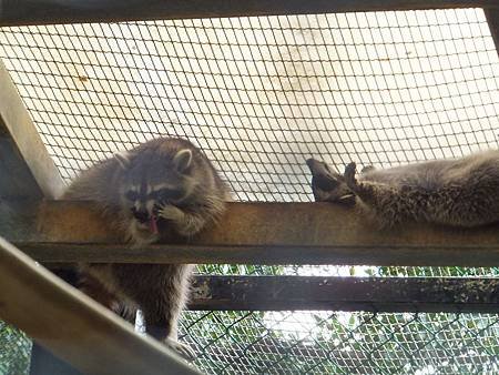 2012.10.06。12個月又27天。新竹市立動物園-9