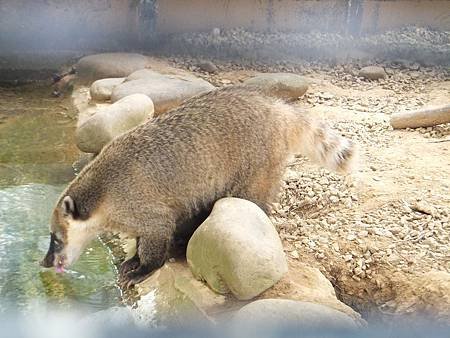 2012.10.06。12個月又27天。新竹市立動物園-11