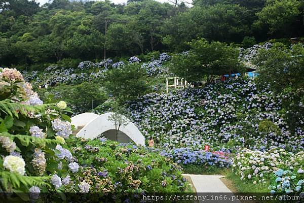 繡球花 1655092463745.jpg