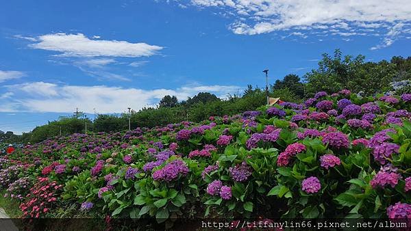 繡球花 20220613_103502.jpg