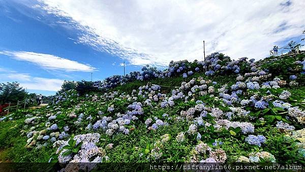 繡球花 20220613_103707.jpg