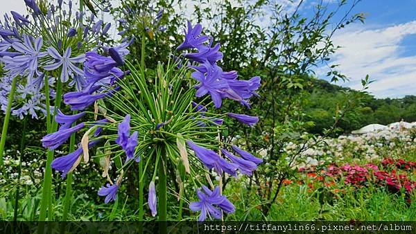 繡球花 20220613_103738.jpg