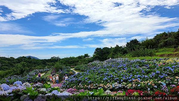 繡球花 20220613_105302.jpg