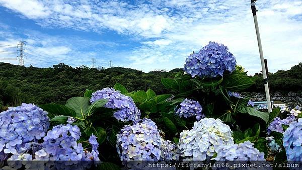 繡球花 20220613_110308.jpg