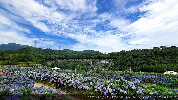 繡球花 20220613_110429.jpg