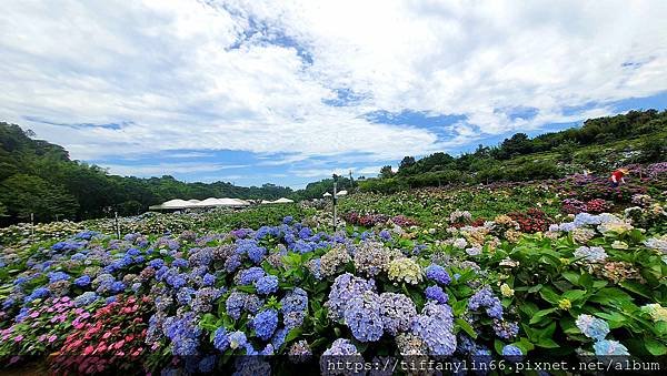 繡球花 20220613_111152.jpg