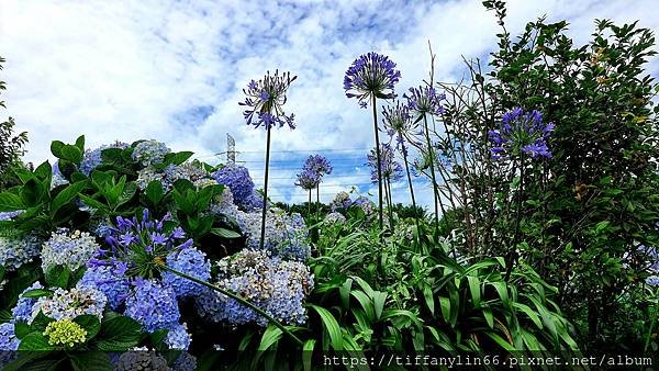 繡球花 20220613_111031.jpg