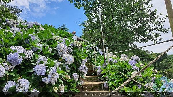 繡球花 20220613_111850.jpg