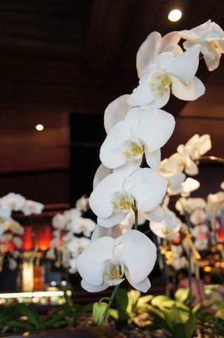 tn_DSC00087