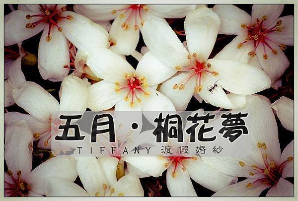 五月． 桐花夢| 渡假婚紗♥台南TIFFANY蒂芬妮♥