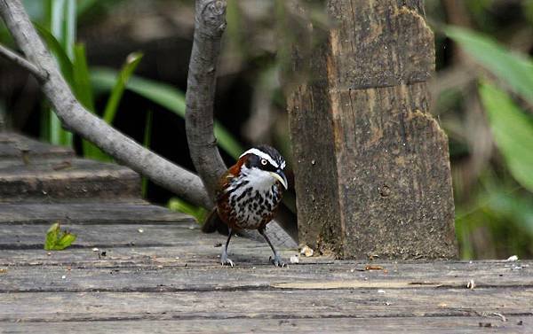 _MG_6317.jpg