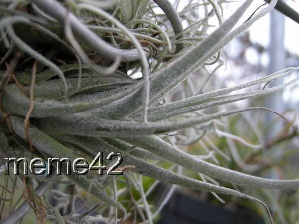 Tillandsia 