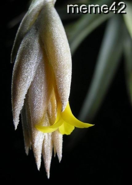 Tillandsia 空氣鳳梨--- ixioides黃水晶開花了 