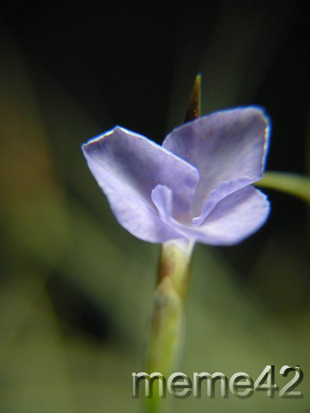 Tillandsia mallemontii