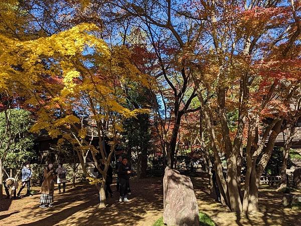 2023東京紅葉行-Day3
