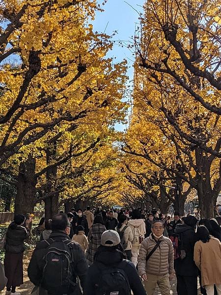 2023東京紅葉行-Day4