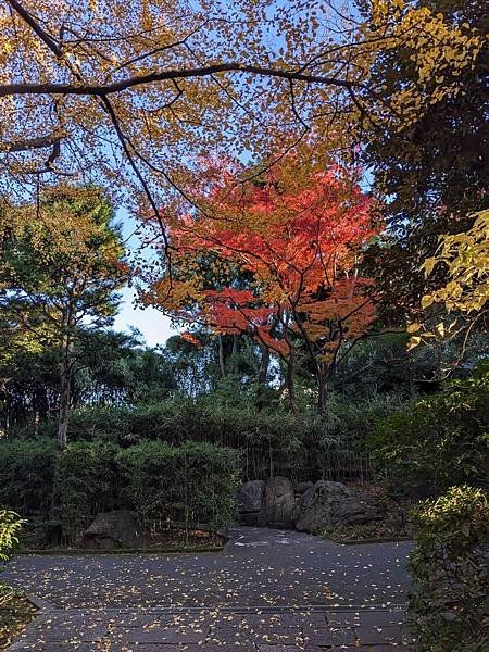 2023東京紅葉行-Day4