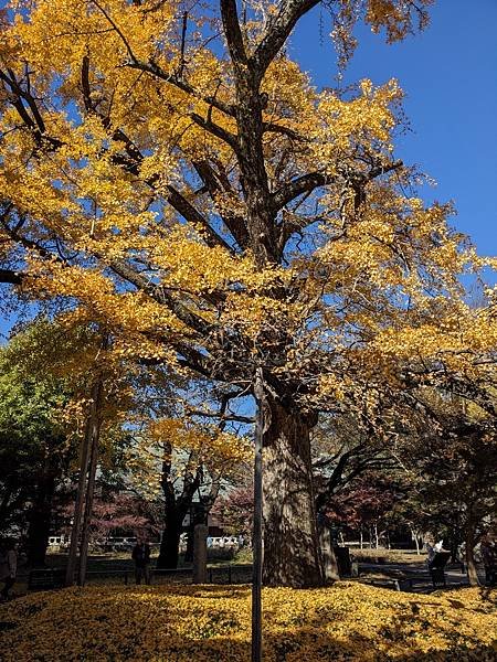 2023東京紅葉行-Day5