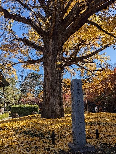 2023東京紅葉行-Day5