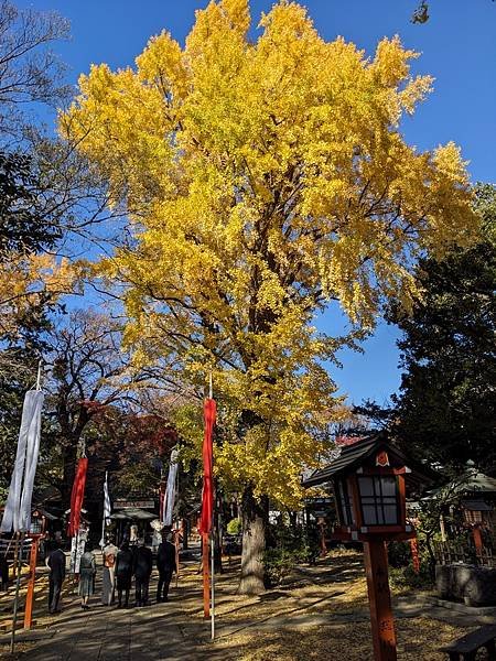 2023東京紅葉行-Day5