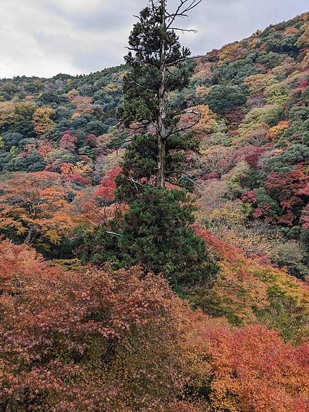 京阪滋賀紅葉行-Day2