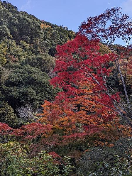 京阪滋賀紅葉行-Day2